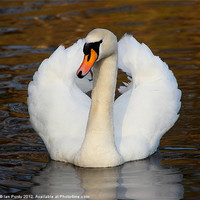 Buy canvas prints of Swan looking on by Ian Purdy
