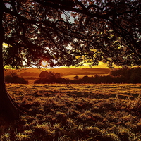 Buy canvas prints of Sunset in the park by Ian Purdy