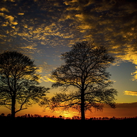 Buy canvas prints of Two Trees at sunset by Ian Purdy