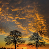Buy canvas prints of Winter sunset by Ian Purdy