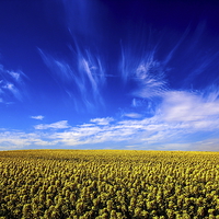 Buy canvas prints of Spring skys by Ian Purdy