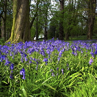 Buy canvas prints of Bluebell wood by Ian Purdy