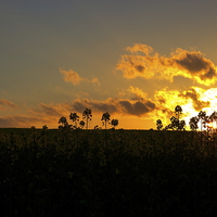 Buy canvas prints of Field sunset by Ian Purdy
