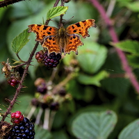 Buy canvas prints of Comma butterfly by Ian Purdy