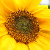 Buy canvas prints of Sunflower by Will Holme