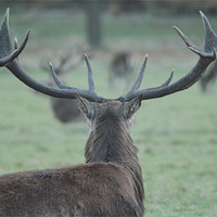 Buy canvas prints of Stag Surveying Deer Herd by Will Holme
