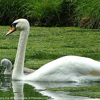 Buy canvas prints of Swan and Signet by Michelle Orai