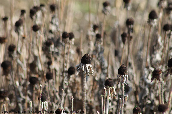 Field of Black Seedheads Picture Board by Michelle Orai