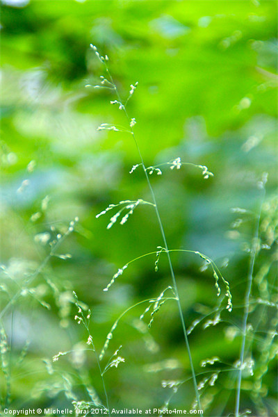 Delicate Grass Picture Board by Michelle Orai