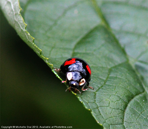 Black and Red Ladybird Print by Michelle Orai