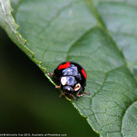 Buy canvas prints of Black and Red Ladybird by Michelle Orai
