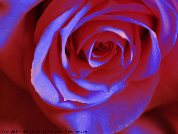 Red and Blue Rose Picture Board by Michelle Orai