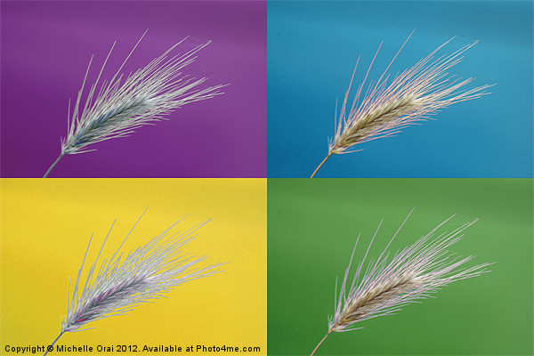 Wheat grass x 4 Picture Board by Michelle Orai