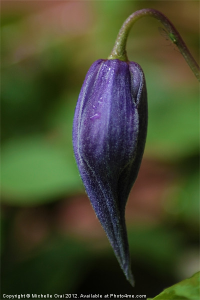 Clematis Bud Picture Board by Michelle Orai