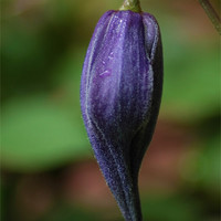 Buy canvas prints of Clematis Bud by Michelle Orai