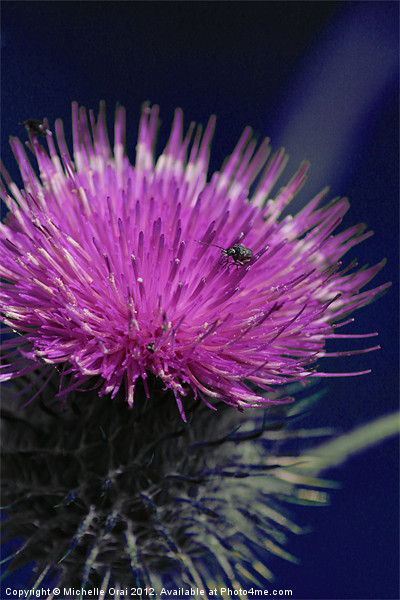 Pink Thistle Picture Board by Michelle Orai