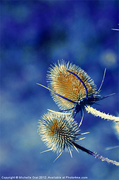 Spikey Teasels Picture Board by Michelle Orai