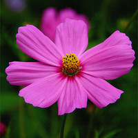Buy canvas prints of Pink Cosmos by Michelle Orai