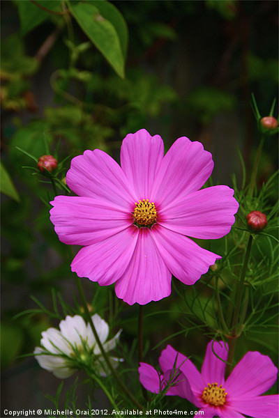 Pink Cosmos Flower Picture Board by Michelle Orai