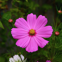 Buy canvas prints of Pink Cosmos Flower by Michelle Orai