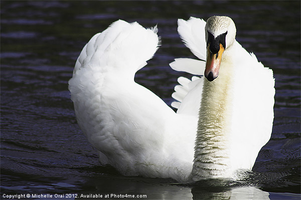 White swan on dark waters. Picture Board by Michelle Orai