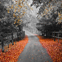 Buy canvas prints of Autumn Path by Michelle Orai