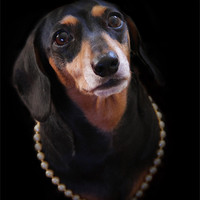 Buy canvas prints of Daschund in Pearls by Michelle Orai