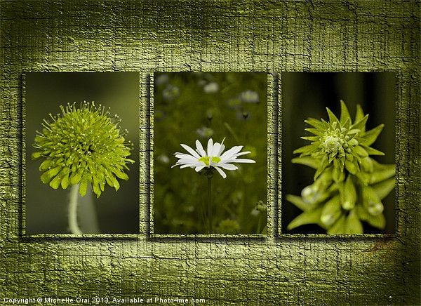 Flowers on Wooden Background Picture Board by Michelle Orai