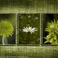 Buy canvas prints of Flowers on Wooden Background by Michelle Orai