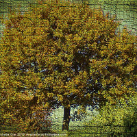 Buy canvas prints of Ye Old Oak Tree by Michelle Orai