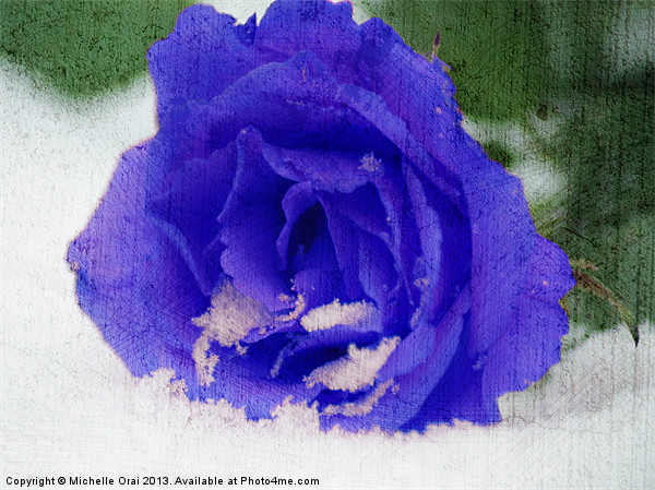 Cold Blue Rose Picture Board by Michelle Orai