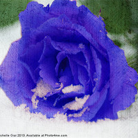 Buy canvas prints of Cold Blue Rose by Michelle Orai