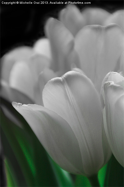 Pure Tulips Picture Board by Michelle Orai