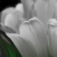Buy canvas prints of Pure Tulips by Michelle Orai