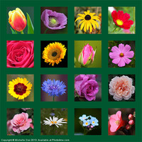 Buy canvas prints of Floral Squares by Michelle Orai