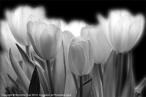Glowing Tulips Picture Board by Michelle Orai