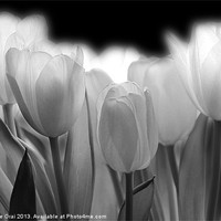 Buy canvas prints of Glowing Tulips by Michelle Orai