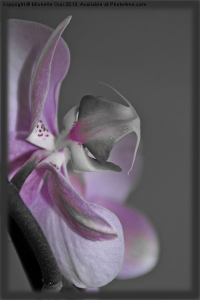 Pink Orchid Picture Board by Michelle Orai