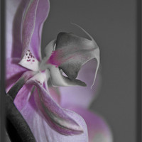 Buy canvas prints of Pink Orchid by Michelle Orai