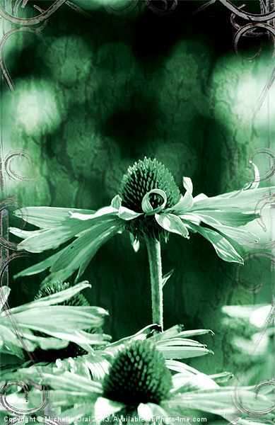 Echinacea Picture Board by Michelle Orai