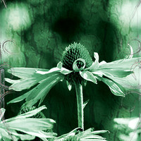 Buy canvas prints of Echinacea by Michelle Orai