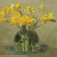 Buy canvas prints of Springtime Daffodils by Michelle Orai