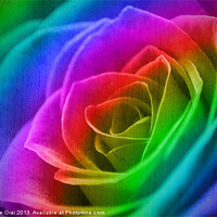Buy canvas prints of Rainbow Rose by Michelle Orai