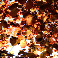 Buy canvas prints of Copper Beech Leaves by Michelle Orai