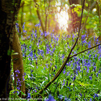 Buy canvas prints of Bluebell Grotto by Michelle Orai