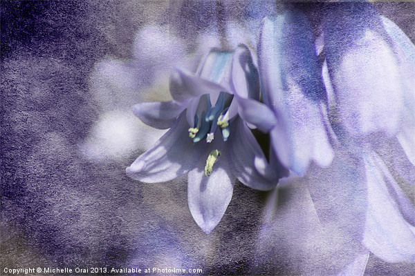 Bluebell with Texture Picture Board by Michelle Orai
