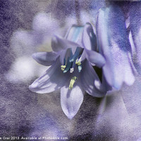 Buy canvas prints of Bluebell with Texture by Michelle Orai