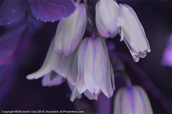 Purple Bluebells Picture Board by Michelle Orai