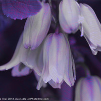 Buy canvas prints of Purple Bluebells by Michelle Orai