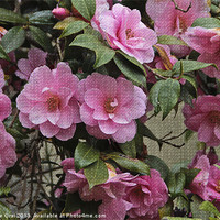 Buy canvas prints of Camellia Tapestry by Michelle Orai